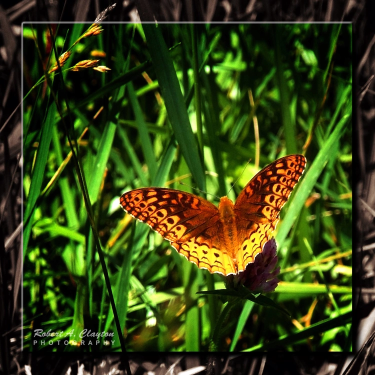 Butterfly 107 Butterfly 107