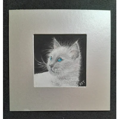 Baby ragdoll