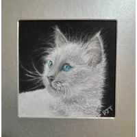 Baby ragdoll