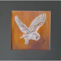 Barn Owl Hunting