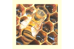 Kind Words are like Honey 1 print