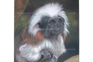Card Cotton top Tamarin