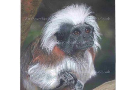 Card Cotton top Tamarin