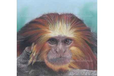 Card Golden Headed Tamarin