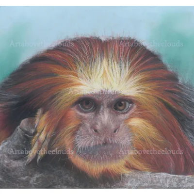 Card Golden Headed Tamarin