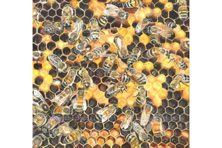 Card Hive-Kind words are like honey Panel 2