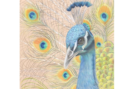 Card King Soloman's Peacock