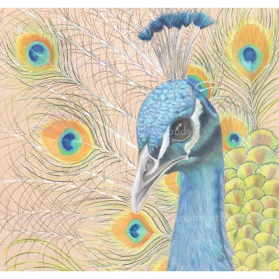 Card King Soloman's Peacock