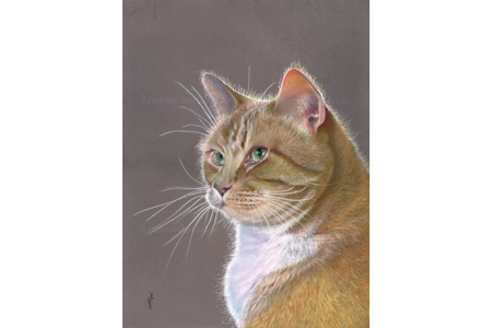 Same Cat Different Day