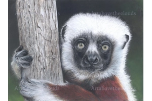Coquerel's Sifaka.  Original..