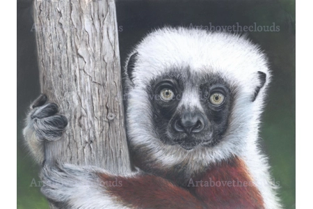 Coquerel's Sifaka.  Original Pastel Painting