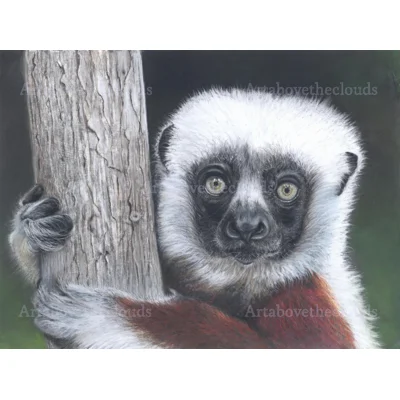 Coquerel's sifaka print