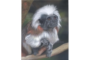 Cotton Top Tamarin Print