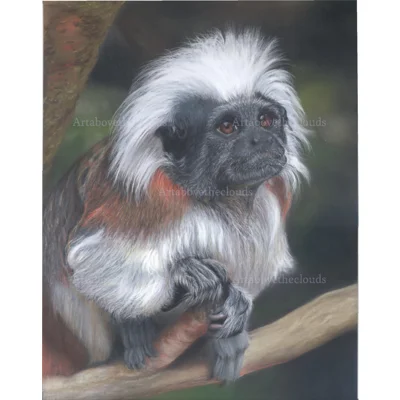 Cotton Top Tamarin Print