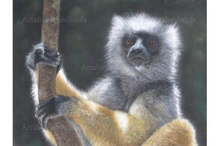 Diadem Sifaka Print Diadem Sifaka Print