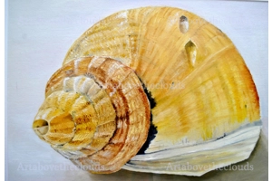 Shell Print