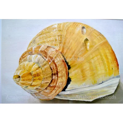 Shell Print