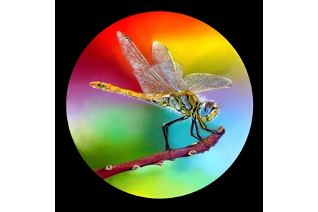 A Golden Flash of Light Limited Edition Print