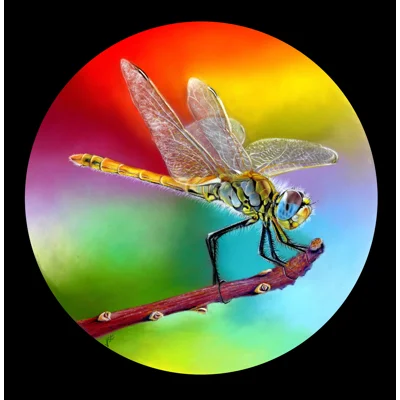 A Golden Flash of Light Limited Edition Print