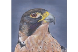 Card The Falcon