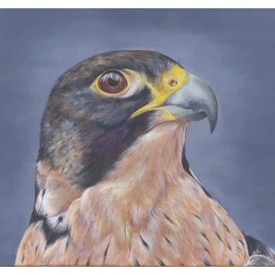 Card The Falcon