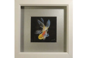 Oranda Miniature pastel pain..