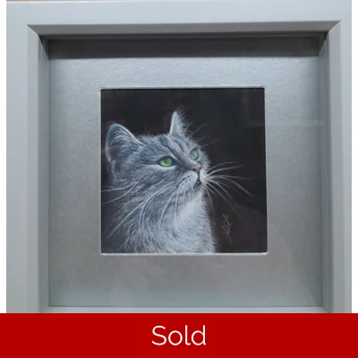 Grey Cat