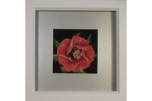 Hibiscus Miniature 2