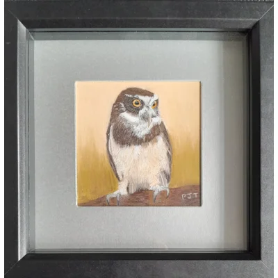 Spectacled Owl