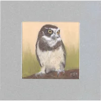 Spectacled Owl