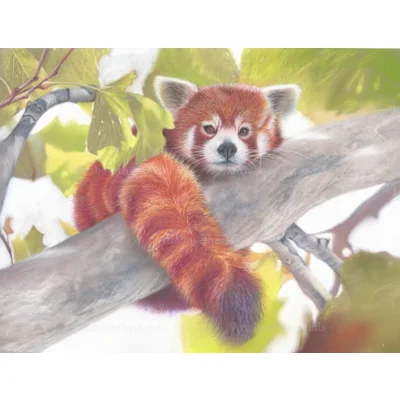 Tree Hugger