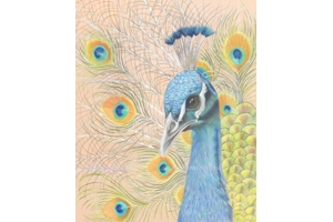King Solomons Peacock Origin..