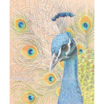 King Solomons Peacock P..