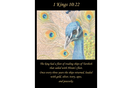 King Solomons Peacock Poster