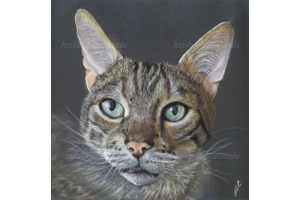 Bengal Cat
