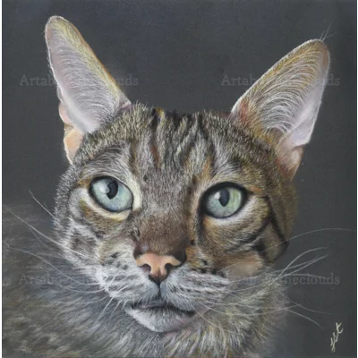 Bengal Cat Commission