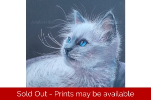 Ragdoll Baby Original Pastel..