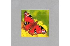 Peacock Butterfly miniature pastel painting