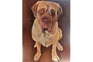Samson. Pet Commission Samson. Pet Commission