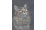 Siberian Cat. Orig..