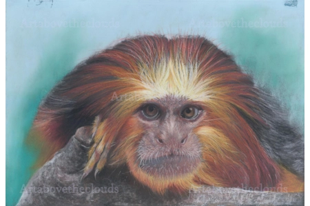 Golden Headed Tamarin Print