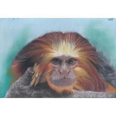 Golden Headed Tamarin Print