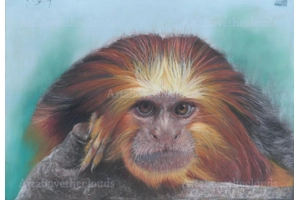 Golden Headed Tamarin Origin..