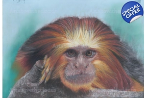 Golden Headed Tamarin Framed..
