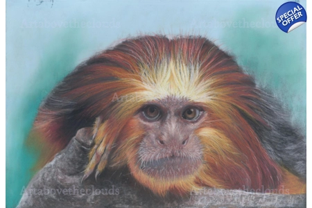 Golden Headed Tamarin Framed Print Golden Headed Tamarin Framed Print
