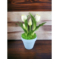 Élethű fehér tulipánok kaspóban TUE515FH