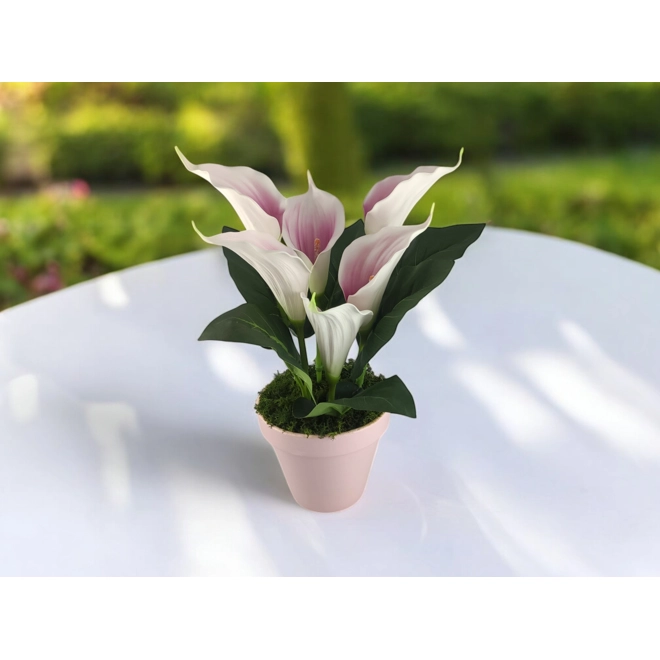 product Image for Fehér, mályva kála rózsaszín kaspóban KAL612MARS