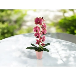 Pink, krém lepkeorchidea OR116PKKR