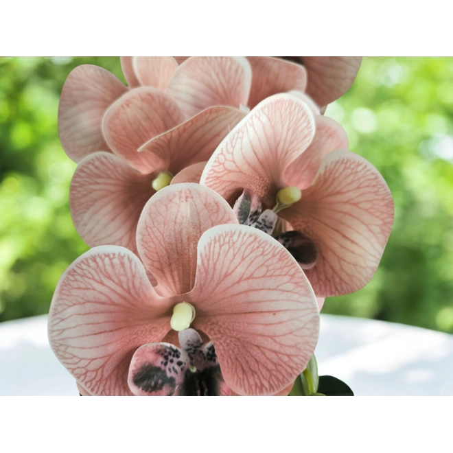 Additional Image for Mályva nagyméretű orchidea