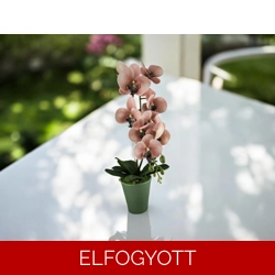 Mályva nagyméretű orchidea